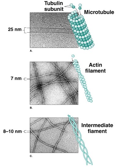 intermediate filaments description
